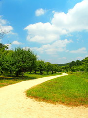 道と林のある風景