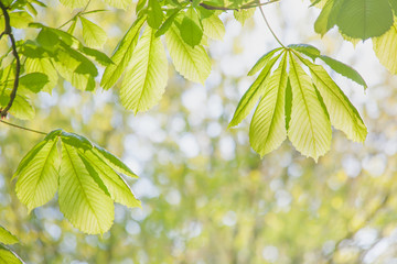 Hintergrund Textur  Frühling