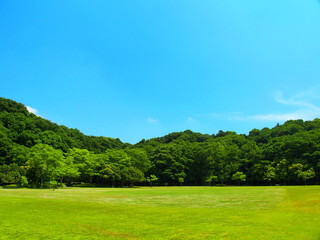 Fototapeta na wymiar 初夏の草原と林と青空　 21世紀の森と広場風景