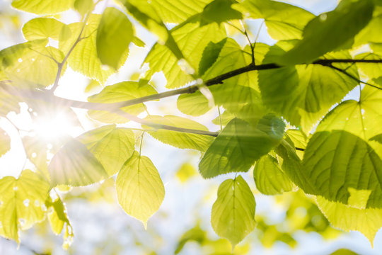 Hintergrund Textur  Fr&uuml;hling