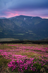 Beautiful mountain landscape with blossoming pink meadows of rhododendron flowers