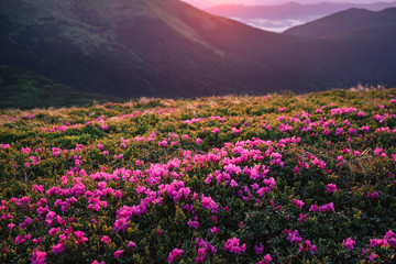 Beautiful mountain landscape with blossoming rhododendron flowers