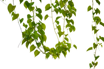 Ivy green with leaf on isolate white background