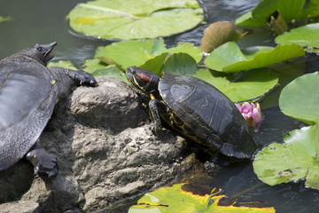 カメとスッポン