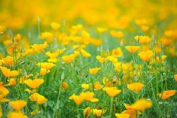 Obraz premium islandpoppy, flower fields in the garden ,furano in Japan on summer time