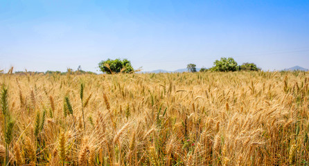 Wheat Field