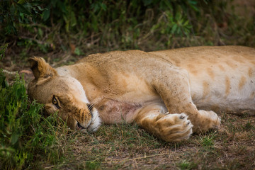 Female lion in the masai mara