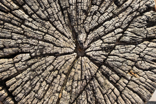 Holz