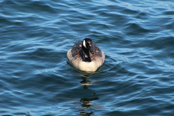 El goose on the loose