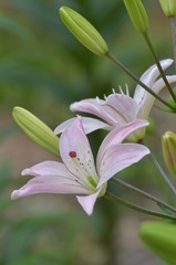 ゆりの花