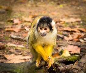 Monkeys in the zoo