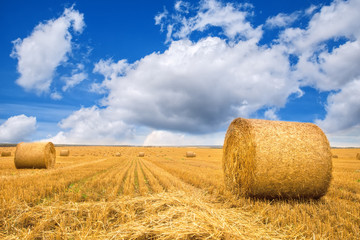 Beautiful countryside landscape. Round bales of Golden straw in harvested fields and blue sky with clouds
