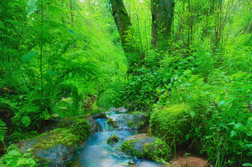 Fototapeta premium Forest waterfall and rocks covered with moss