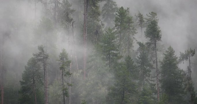 4k time lapse of mountain mist rising in the morning,fog pine trees,such as wonderland.Bomi County in tibet,the largest precipitation area in China.