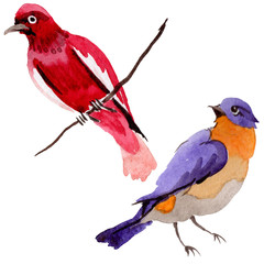 Sky birds of paradise in a wildlife by watercolor style isolated. Wild freedom, bird with a flying wings. Aquarelle bird for background, texture, pattern, frame, border or tattoo.