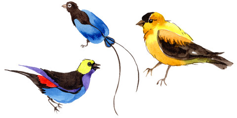 Sky birds of paradise in a wildlife by watercolor style isolated. Wild freedom, bird with a flying wings. Aquarelle bird for background, texture, pattern, frame, border or tattoo.