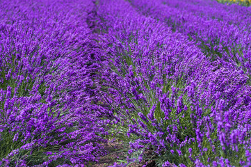Fototapeta na wymiar lavender fields in the garden ,furano in Japan on summer time