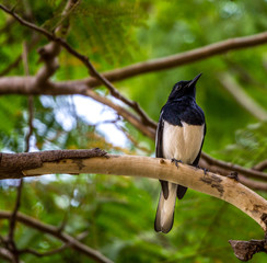 Oriental Magpie