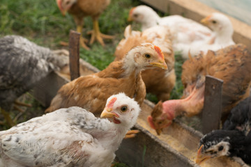 organic raised chickens