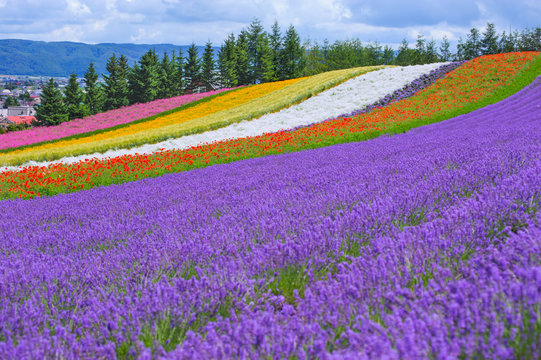 Fototapeta lavender fields in the garden ,furano in Japan on summer time