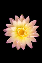 Pink lotus with yellow stamen in isolated