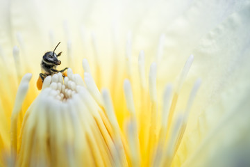 White lotus with yellow stamen And bee sucking nectar