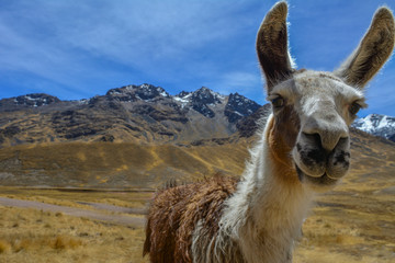 Peru altiplano lama © LUC KOHNEN