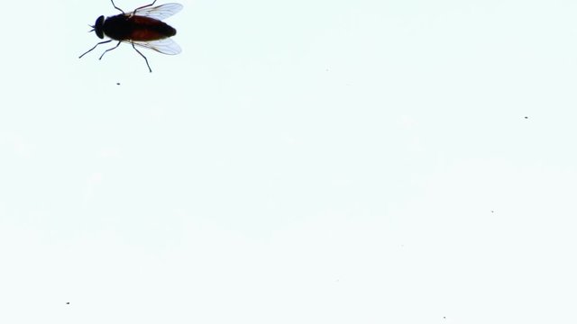 Big fly horsefly crawls on the glass. Tabanidae