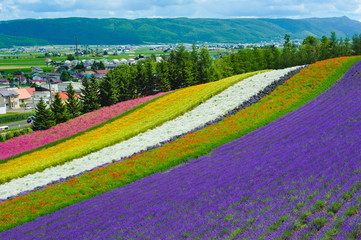 lavender and flower fields in the garden ,hokkaido in Japan on summer time