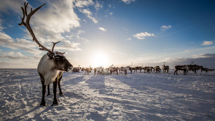 Deer in the tundra, on a sunny frosty day © Artem Markin