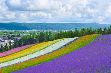 Naklejka premium lavender and flower fields in the garden ,furano in Japan on summer time