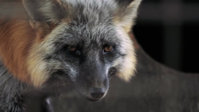 Closeup shot of a fox