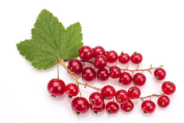 Red currant