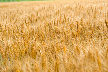 Golden wheat and potato field in summer season