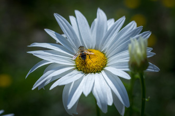 Obraz premium Bees Pollinating Daises 
