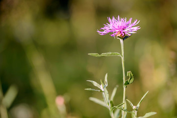 Centaurea phrygia L. subspecies pseudophrygia flower, also known as wig knapweed, growing in the meadow in Kiev, Ukraine