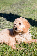 Golden Doodle Welpe auf einer grünen Wies