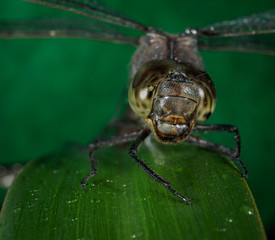 A picture of a dragonfly sitting on a sheet