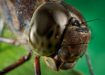 A picture of a dragonfly sitting on a sheet © Игорь Антипин