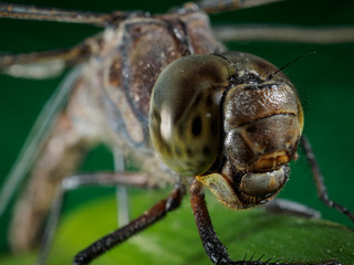 A picture of a dragonfly sitting on a sheet © Игорь Антипин