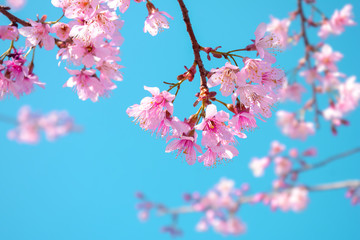 Pink Sakura flower blooming on blue sky background
