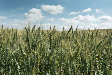 The field of grain on a beautiful summer day.