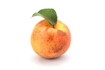 Apricot