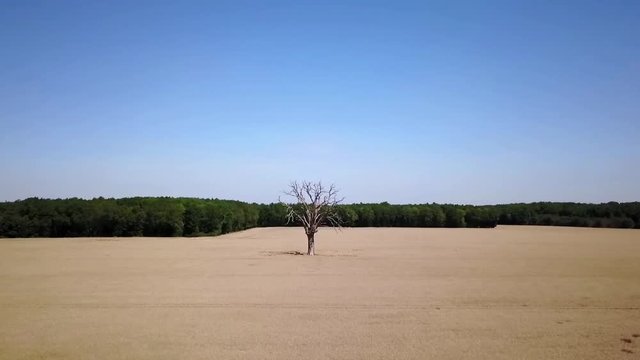 Tr&egrave;s grand arbre mort dans champs de bl&eacute;. Travelling vertical. Eure et Loire