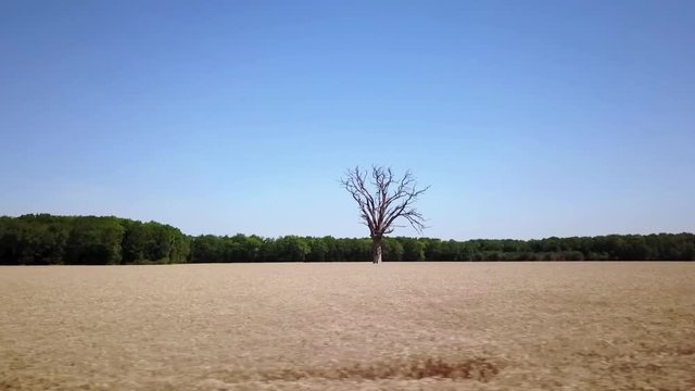 Tr&egrave;s grand arbre mort dans champs de bl&eacute;. Travelling lat&eacute;ral horizontal. Eure et Loire