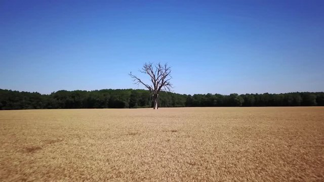 Tr&egrave;s grand arbre mort dans champs de bl&eacute;. Travelling avant horizontal. Eure et Loire
