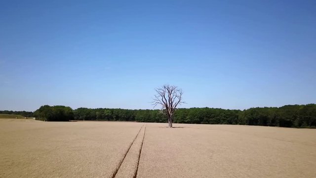Tr&egrave;s grand arbre mort dans champs de bl&eacute;. Travelling avant horizontal