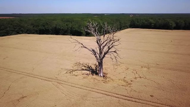 Tr&egrave;s grand arbre mort dans champs de bl&eacute;. Travelling circulaire. Eure et Loire