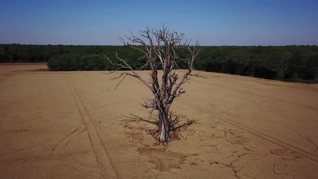 Tr&egrave;s grand arbre mort dans champs de bl&eacute;. Travelling circulaire.