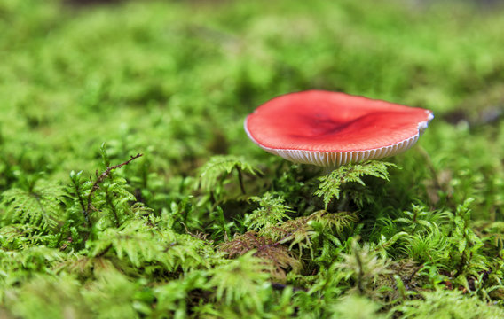little red agaric, amanita muscaria